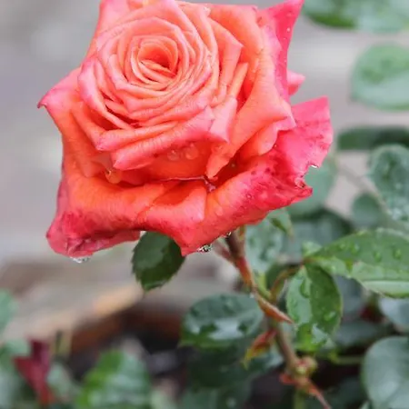 Pensjonat Acherkogelblick 3*